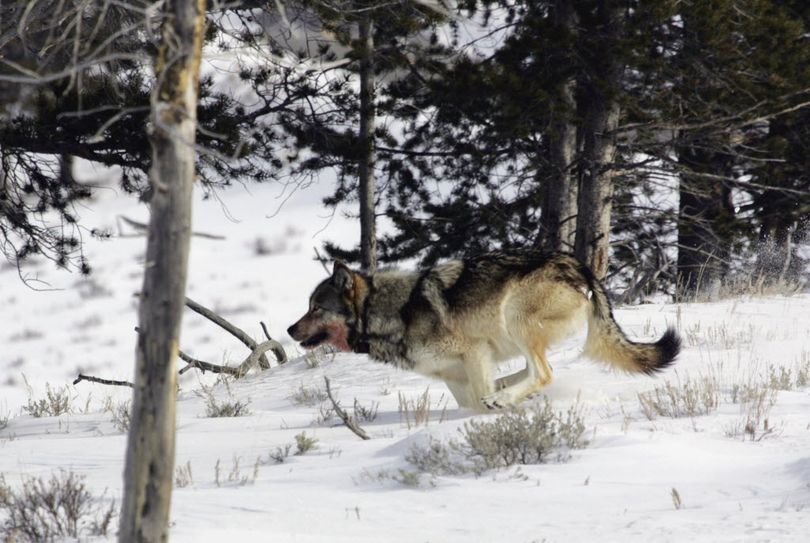 A gray wolf is seen on the run near Blacktail Pond in Yellowstone National Park in Park County, Wyo. The Obama administration on Friday June 7, 2013, proposed lifting federal protections for gray wolves across most of the Lower 48 states, a move that would end four decades of recovery efforts.  (Yellowstone National Park)