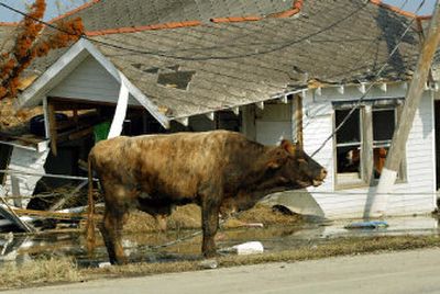 
A cow stands next to a damaged house along State Highway 23 in Port Sulphur, La., on Monday. 
 (Associated Press / The Spokesman-Review)