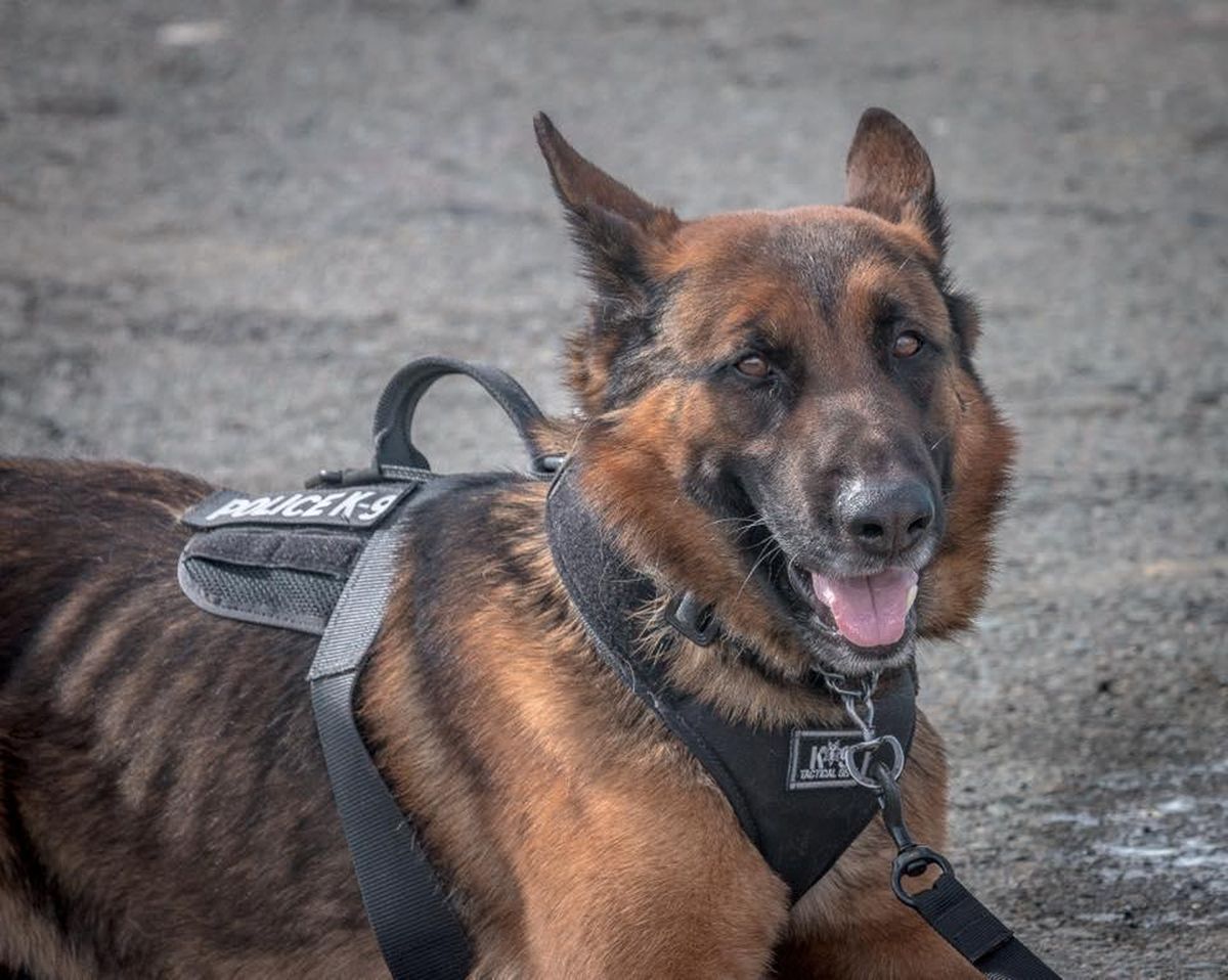 K9 Karma (Republic Police Department)