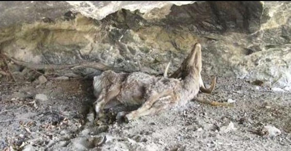 One of at leat 25 dead wild sheep documented in a March 2013 pneumonia outbreak among bighorns in Yakima County. (Washington Fish and Wildlife Department)