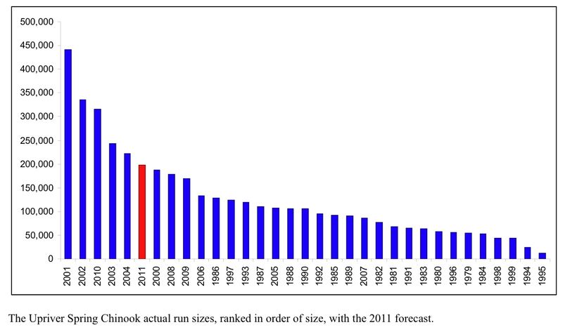 Red line shows the 2011 forecast return of Columbia River upriver spring chinook salmon in comparison with the actural returns from previous years. They are ranked in order of size. (Washington Department of Fish and Wildlife)