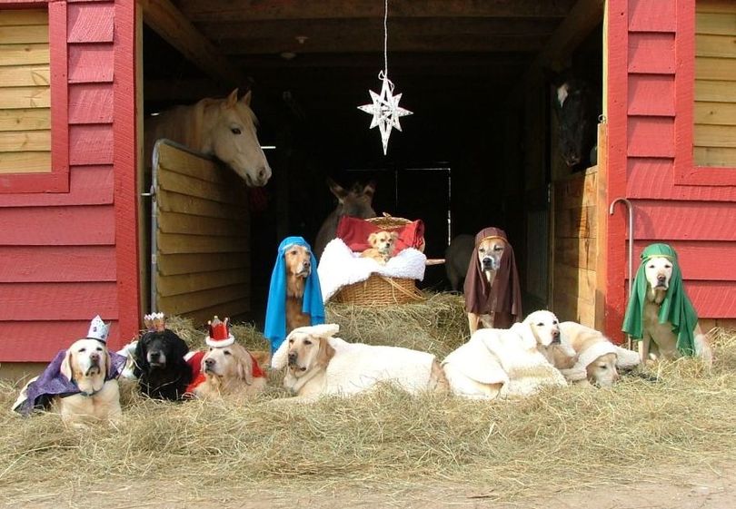 This nativity scene has gone to the dogs. (Courtesy photo)