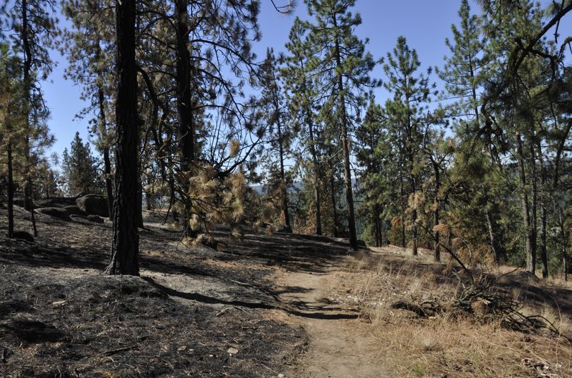 Firefighters working the fire above the Little Spokane River in the second week of July 2015 used hiking trails to their advantage for access and as fire lines when possible. (Rich Landers)