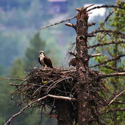  (The Spokesman-Review)