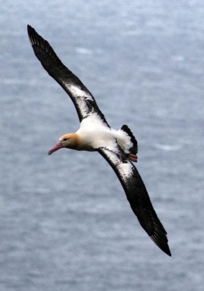 An endangered short-tailed albatross flying over the Pacific. (Rob Suryan / File/Associated Press)