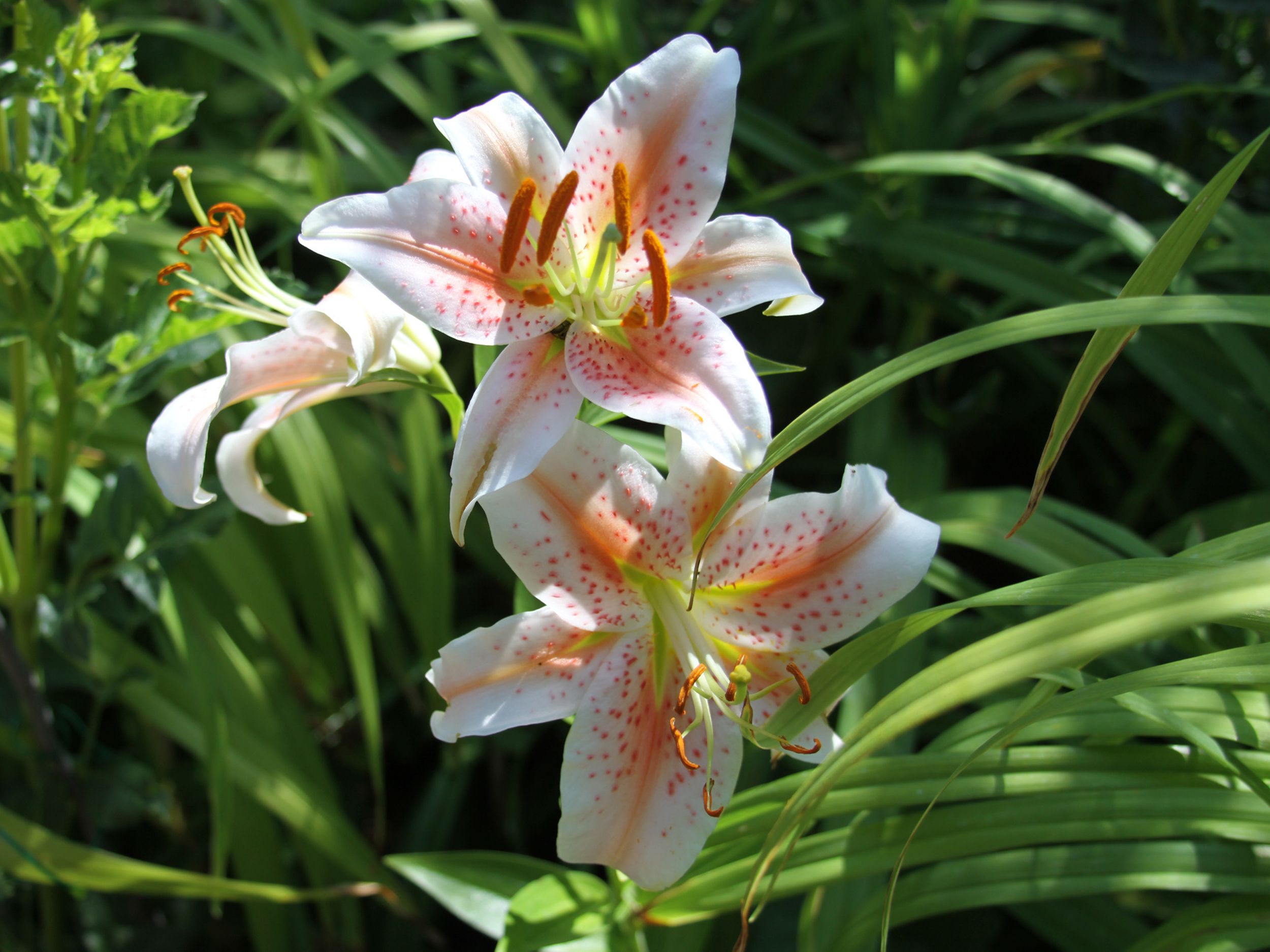 asiatic lily lovely ladies