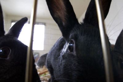 
Rabbits captured from the Woodland and Green Lake parks are living temporarily in a building in Magnuson Park. The roundup has netted about 40 rabbits so far.
 (Associated Press / The Spokesman-Review)