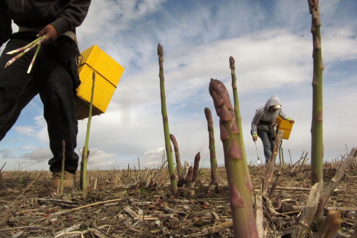 Ariceli Para, right, picks asparagus in a field near Pasco last week. U.S. asparagus growers are replanting fields following a decades-long downturn. (Associated Press)