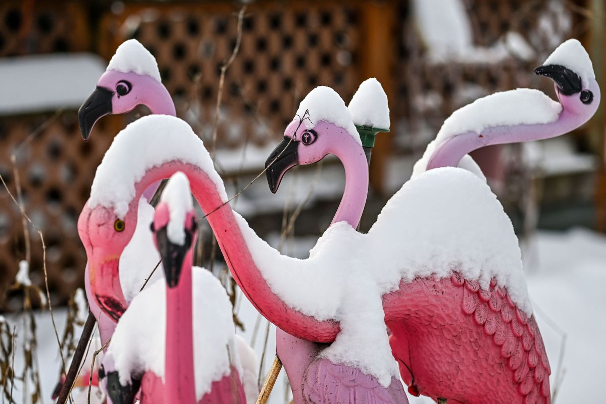 Plastic pink flamingos brave the old and snow in a front yard near the corner of Boone Avenue and Sherwood Street, Thursday, Jan. 18, 2024, in Spokane. Heavy snow blanketed the area on Wednesday.  (DAN PELLE/THE SPOKESMAN-REVIEW)
