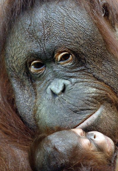 ORG XMIT: LPT101 A two-week-old Bornean Orangutan named Iznee, left, is seen in the arms of her mother, Sarikei, inside their enclosure at Chester Zoo, Chester, England, Monday, May 18, 2009. Iznee is the first baby Orangutan born at the zoo for ten years. The zoo is home to over 7,000 animals and 400 different species, including some of the most endangered species on the planet.(AP Photo/Paul Thomas (Paul Thomas / The Spokesman-Review)