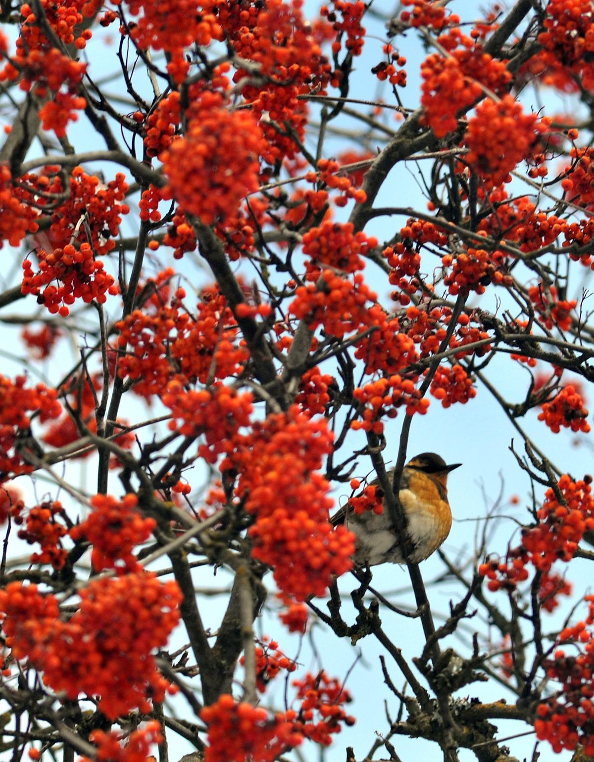 A robin hangs out on a Mountain Ash tree in Spokane, Feb. 18, 2019. (Liz Kishimoto / The Spokesman-Review)