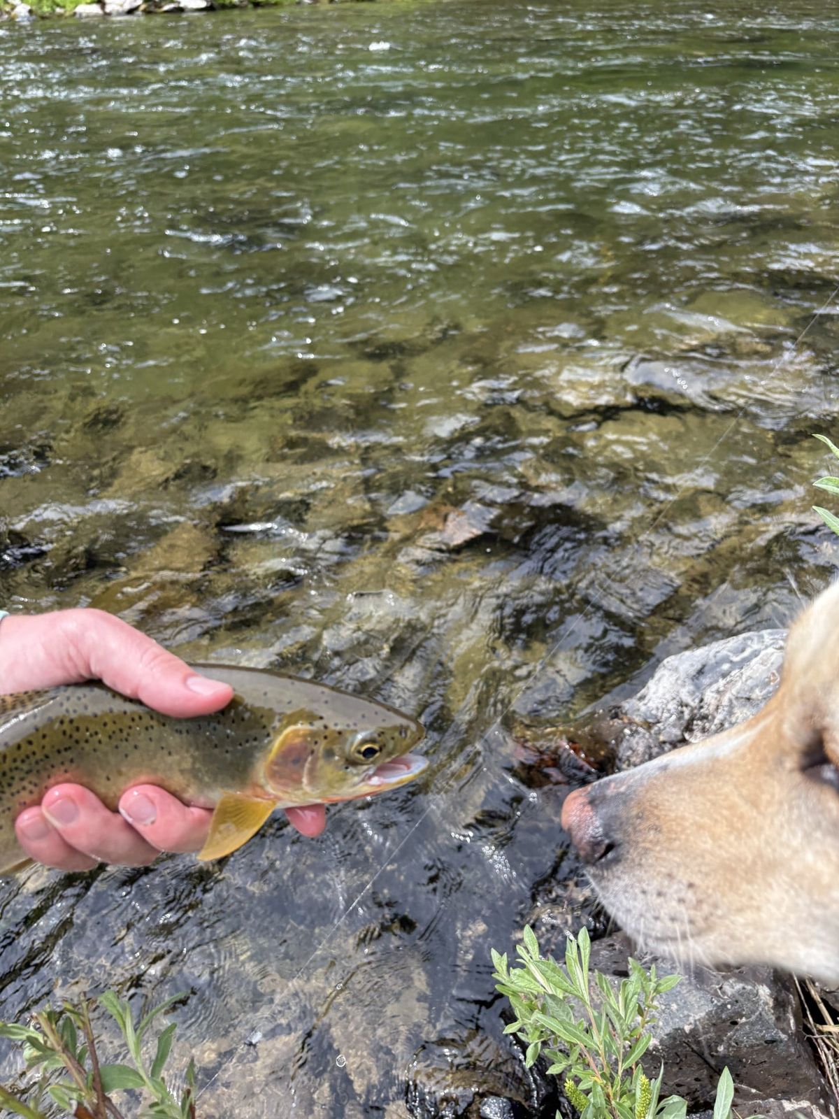 Wrigley eyes a cutthroat trout from the St. Joe River in early July. (Michael Wright/The Spokesman-Review)