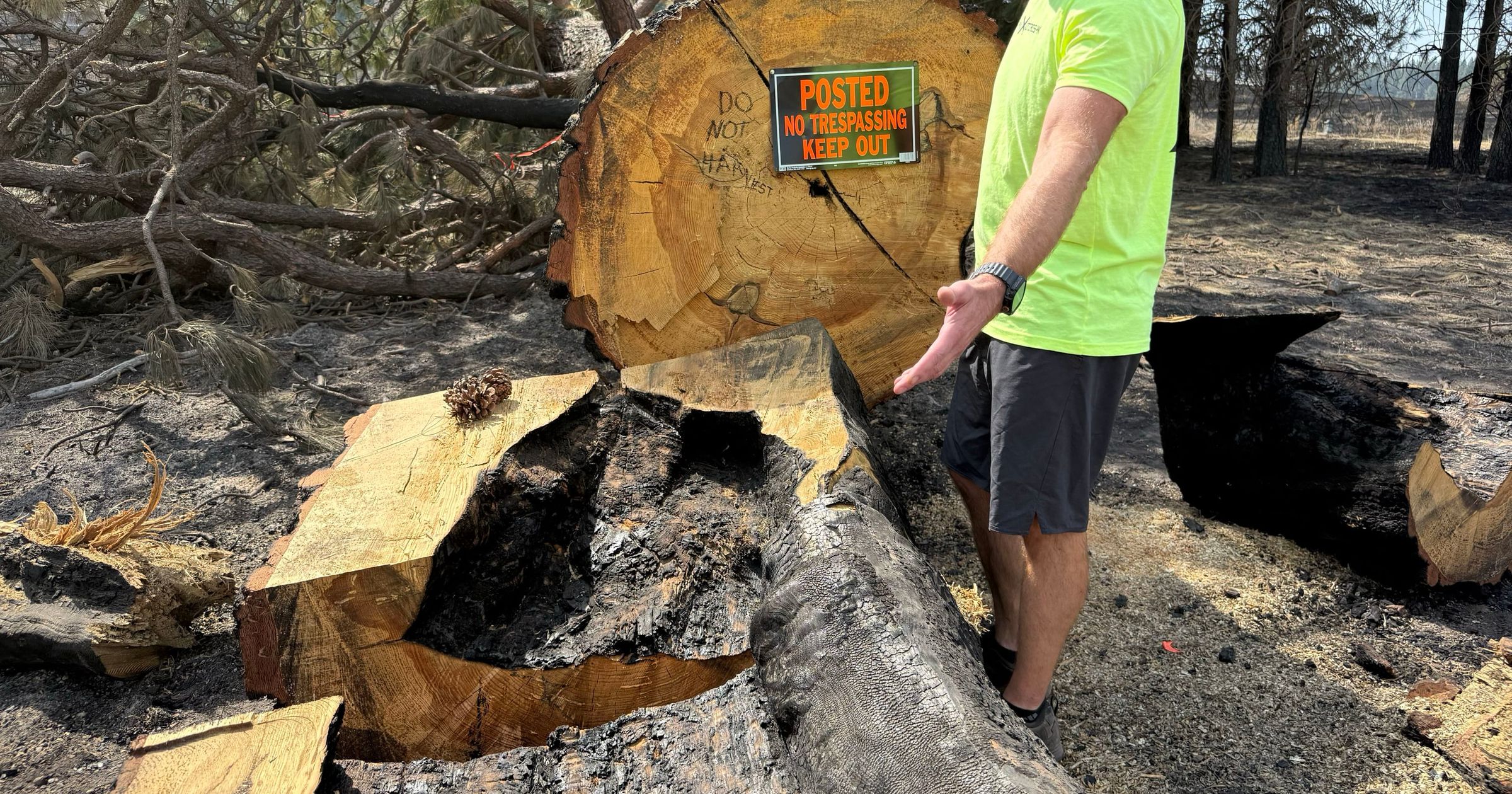 An Indigenous landmark survived centuries of lightning and fire only to be felled in the Fairview fire: 'It put up a fight along its journey'