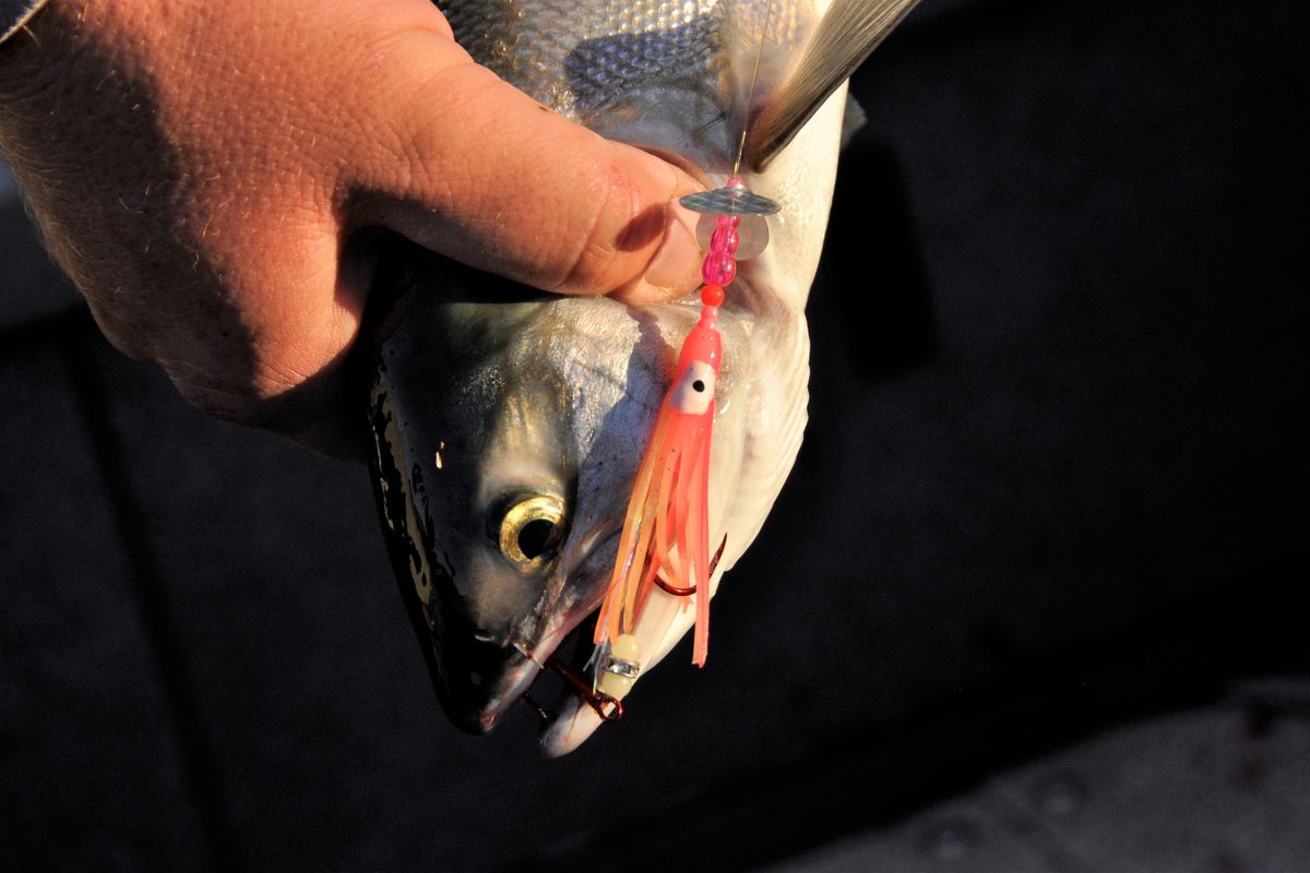 This sockeye was caught in the Columbia River near Brewster with a Sockanator, a lure that features a UV enhanced holographic hoochie topped with a Shaker Wing that wobbles as it spins.  (Rich Landers/courtesy)