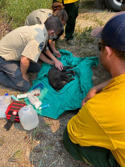 Rich Beausoleil and Lindsay Welfelt, both Washington Department of Fish and Wildlife biologists, tend to an injured bear cub found near the Cedar Creek fire in the Methow Valley Monday.  (Courtesy of USDA Forest Service, Cedar Creek/Delancy Fire 2021)