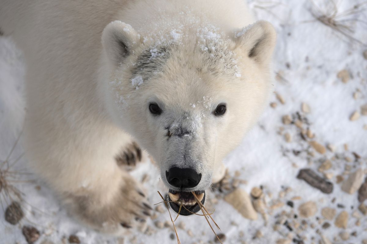 This 2020 photo provided by Polar Bears International shows a polar bear in Churchill, Manitoba, Canada during migration. At risk of disappearing, the polar bear is dependent on something melting away on our warming planet: sea ice.  (Kieran McIver)