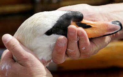 
Swans and other waterfowl can be injured by fishing hooks and line. Associated Press
 (Associated Press / The Spokesman-Review)