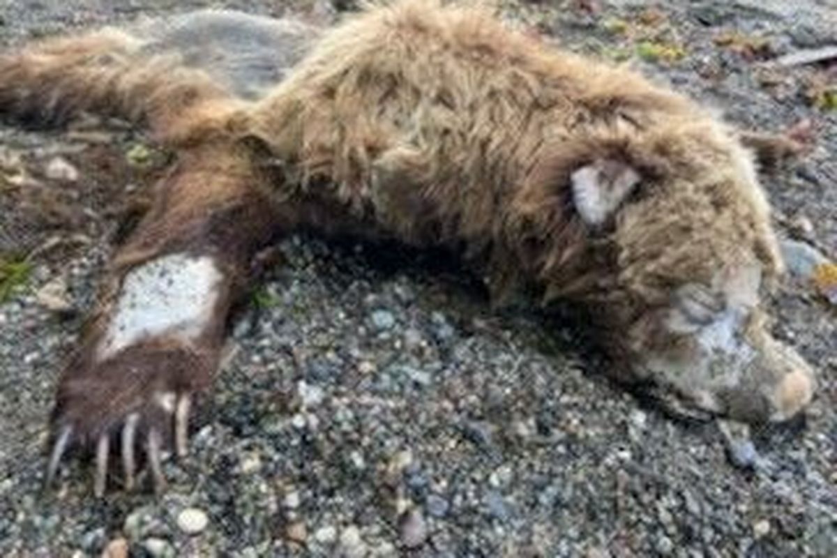 A dead grizzly bear washed up on shore near Cherry Point in Whatcom County on Friday, June 17.  (Courtesy of WDFW)