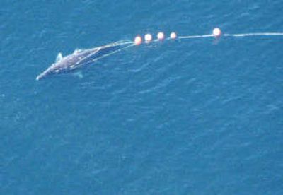 
This gray whale was killed Sept. 8 during a rogue hunt by five members of the Makah tribe near Neah Bay, Wash. They face federal charges and possible tribal charges. Associated Press
 (File Associated Press / The Spokesman-Review)
