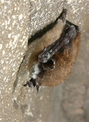 Little brown bat with white-nose syndrome photographed in New York.
 (Al Hicks / NY Dept. of Environmental Conservation )