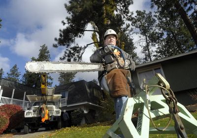 Ray McElfish’s son Janson McElfish  prepares to take down poplar trees at a home near Clear Lake  on Nov. 5. The Spokesman-Reveiw (CHRISTOPHER ANDERSON The Spokesman-Reveiw / The Spokesman-Review)