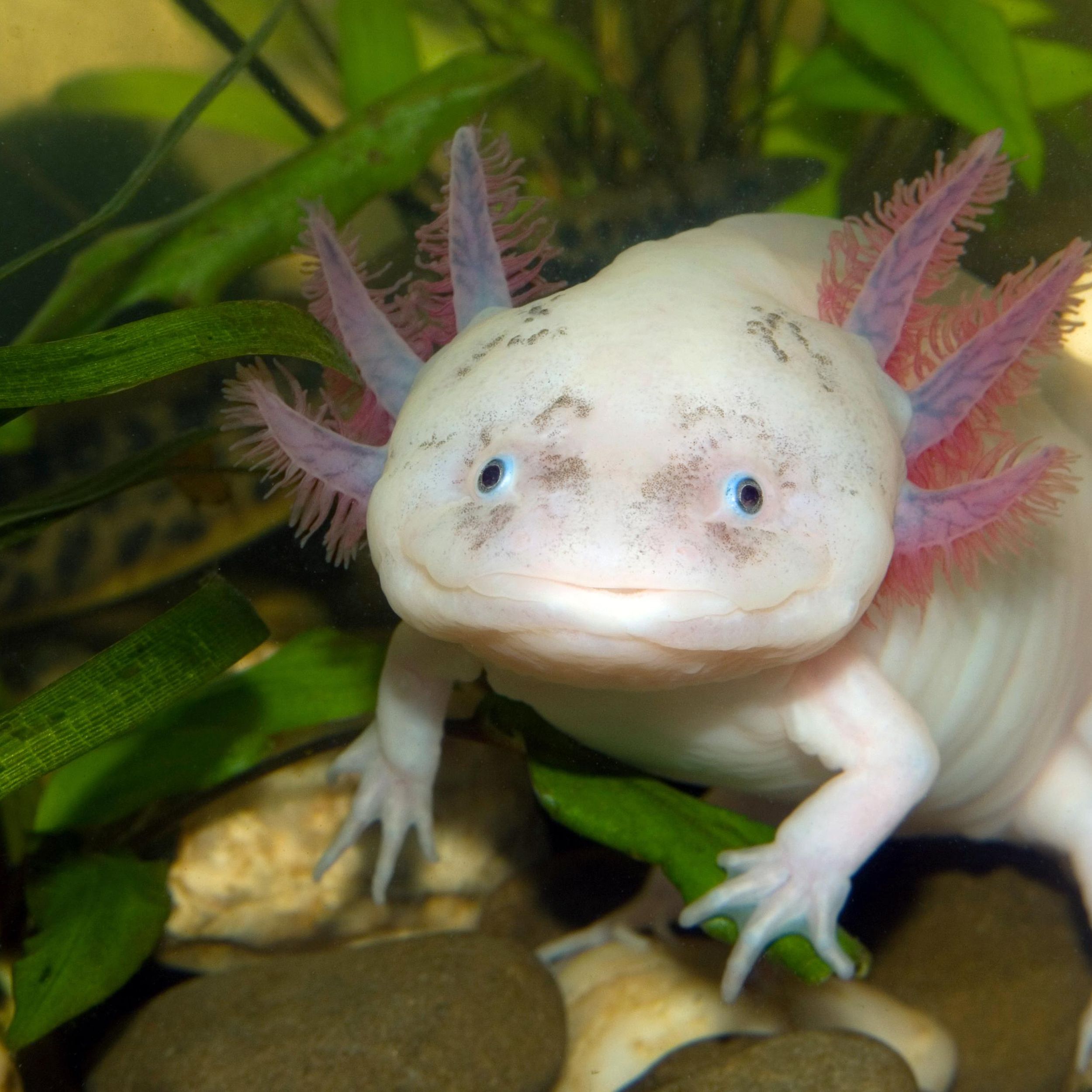 Ask Dr Universe What Do Axolotl Eat What Species Are They Do You Think They Are Cute The Spokesman Review