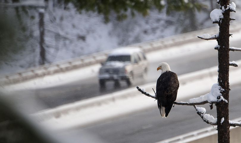 A car cruises along I-90 as a bald eagle is perched at Higgens Point in Coeur d’Alene on Monday, Dec. 28, 2015. (Kathy Plonka / The Spokesman-Review)