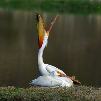 The American White Pelican, a bird family of at least 30 million years old, is returning to local bodies of water. A long time myth is that pelicans use their pouch (gular pouch) for storing food like a lunch box. They actually eat their food right when they catch it. Photographed near Hauser Lake at sunrise.  (Angela Marie Slotten)