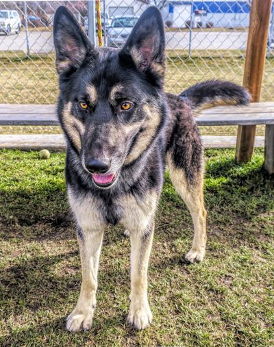 Louis, a German shepherd mix adult male dog, is seen at the Spokane County Regional Animal Protection Service. (Kathy Piper / SCRAPS)