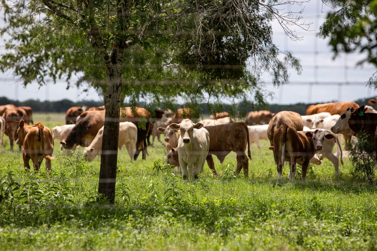 A herd of cattle graze a pasture Thursday, a day after the U.S. Department of Agriculture confirmed that New World screwworm was detected in a calf near Zavala County, Texas. (Kaylee Greenlee)