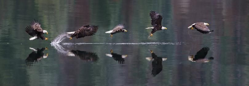 A multi-exposure image by Spokane pastor-photographer Craig Goodwin illustrates the sequence of a bald eagle snatching a spawning kokanee this week from the waters of Lake Coeur d'Alene. (Craig Goodwin/courtesy photo)