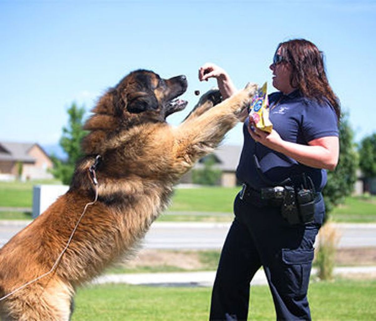 Post Falls Animal Safety Officer Kristi Alexander gives a treat to leonberger therapy dog, Caliber, Wednesday afternoon in Post Falls during a neighborhood visit. The Post Falls Animal Safety Division received a generous donation from a Post Falls man that previously passed away. (Courtesy photo via Coeur d
