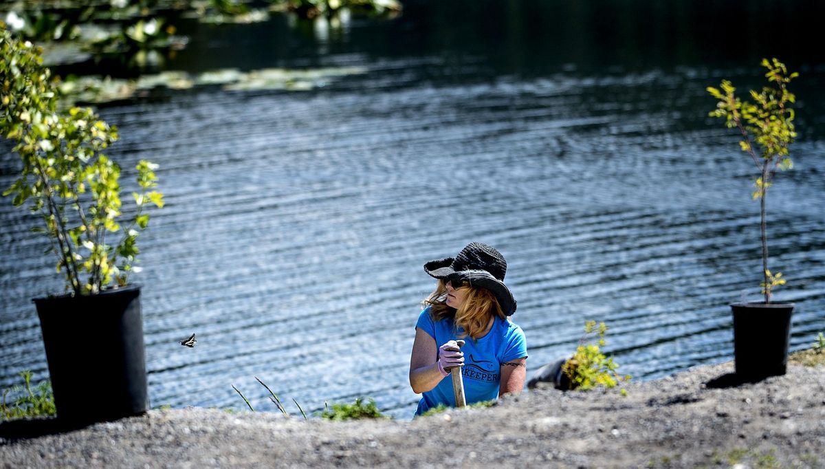 Sharon Bosley of Kootenai Environmental Alliance planted a shoreline buffer at Fernan Lake on Tuesday, May 31, 2016. Water quality has deteriorated in recent years due to large amounts of phosphorus-laden sediments running into Fernan Lake from historical logging, shoreline erosion and agricultural activities in the watershed. An excess of phosphorus has triggered prolonged annual blue-green algae blooms that may produce toxins capable of causing skin irritation or illness to humans, and illness or even death to pets and wildlife when they ingest or come into contact with it. Planting a shoreline buffer along Fernan Lake is one important step in improving lake water quality. (Kathy Plonka / The Spokesman-Review)