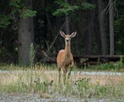 A white-tailed deer north of Spokane.  (Michael Wright/THE SPOKESMAN-REVIEW)