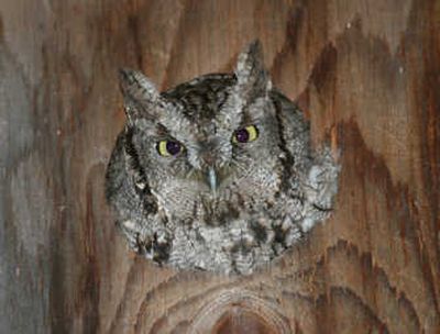 
Western screech owl peaks out of a nesting box at Ron Dexter's home near Mount Spokane.
 (Photo courtesy of Ron Dexter / The Spokesman-Review)