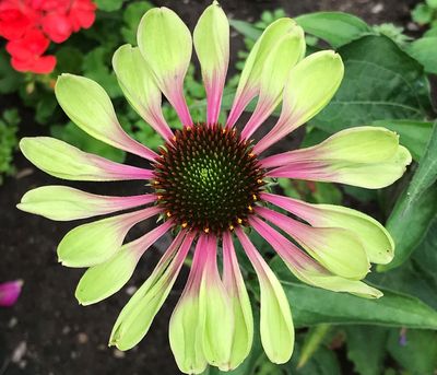 Over 6,000 plants will be available at the Garden Fair & Plant Sale on Friday and Saturday. This event is put on by the Master Gardener Foundation of Spokane County.  (Susan Mulvihill)