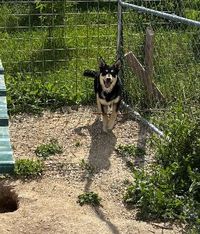 LAPPONIAN HERDER