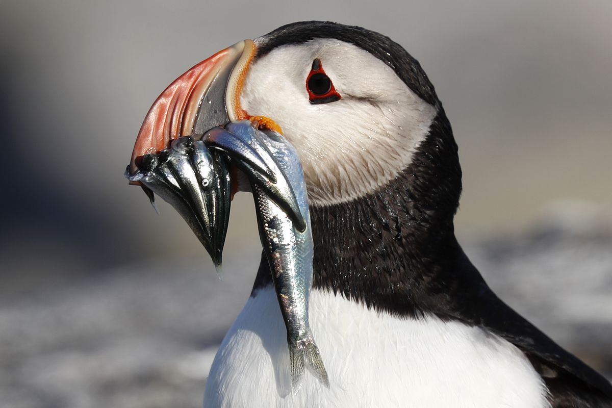 In this July 19, 2019 photo, an Atlantic puffin carries bait fish it will feed its chick on Eastern Egg Rock, a small island off the coast of Maine. New protections to the herring population, a key food source for puffins, could help the birds survive.  (Robert F. Bukaty)