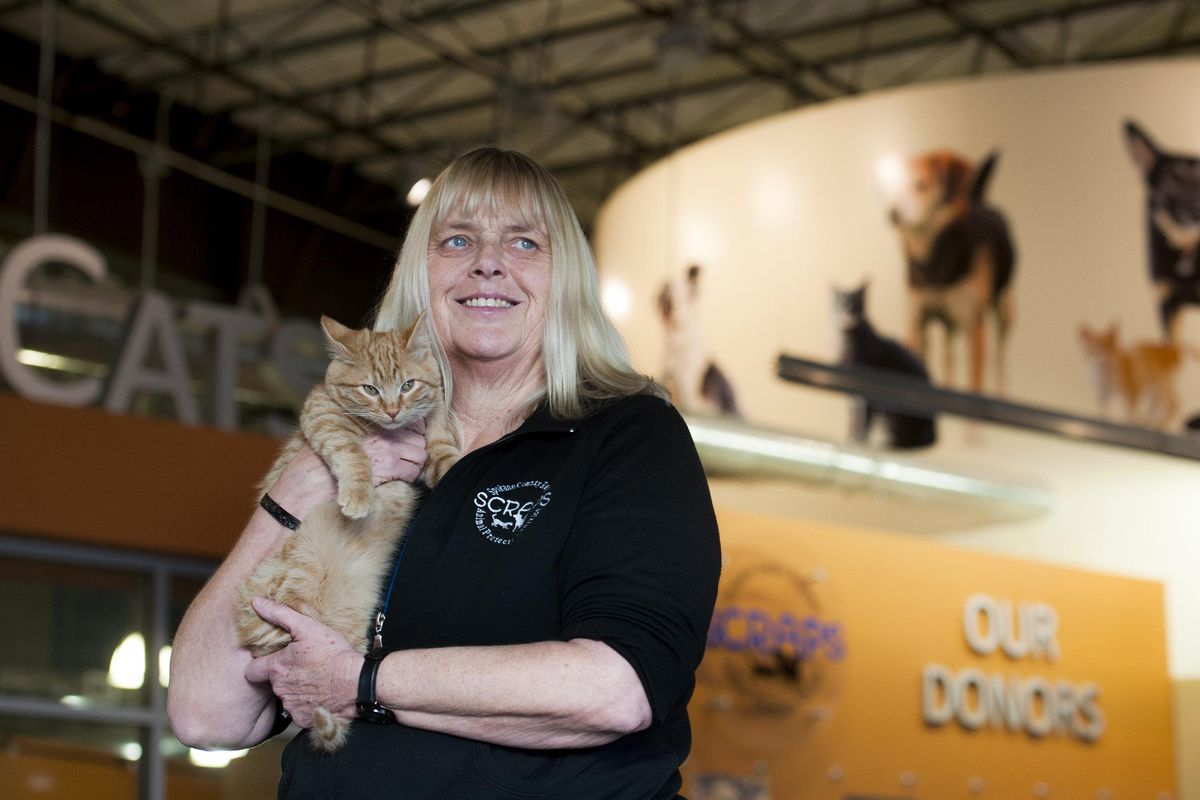 SCRAPS Regional Director Nancy Hill poses with a cat at the agency’s offices in Spokane Valley on Tuesday, Jan 23, 2018. (Kathy Plonka / The Spokesman-Review)
