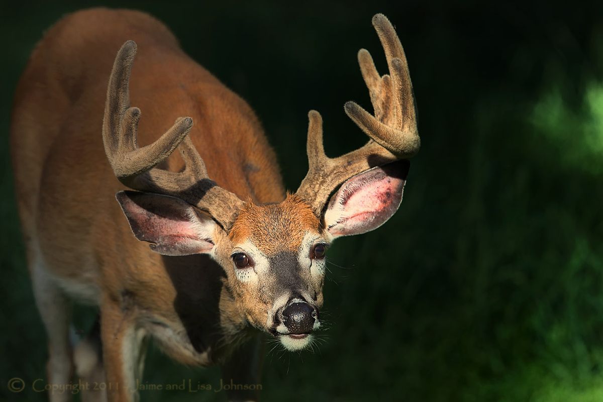 Whitetails Unlimited - National Whitetail Deer Conservation