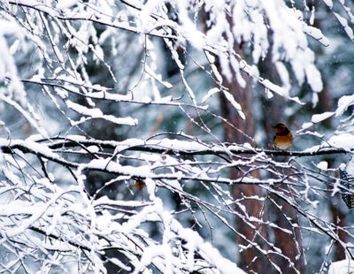 A varied thrush in the winter woods is an example of the discoveries birders make when they go outdoors and focus on wildlife.  (Rich Landers)