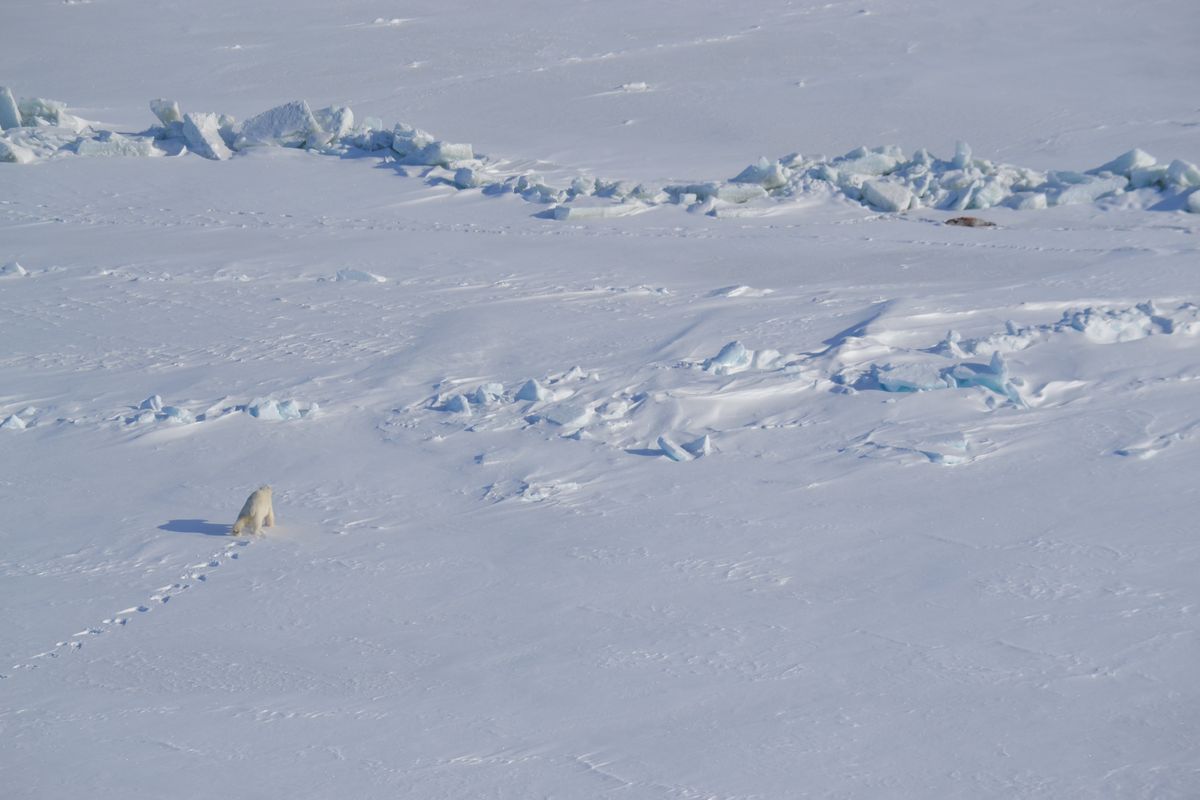 An adult male polar bear on the Chukchi Sea in the Arctic Ocean tracks down a seal, upper right, outside Point Barrow, Alaska.  (Courtesy of the U.S. Geological Survey)
