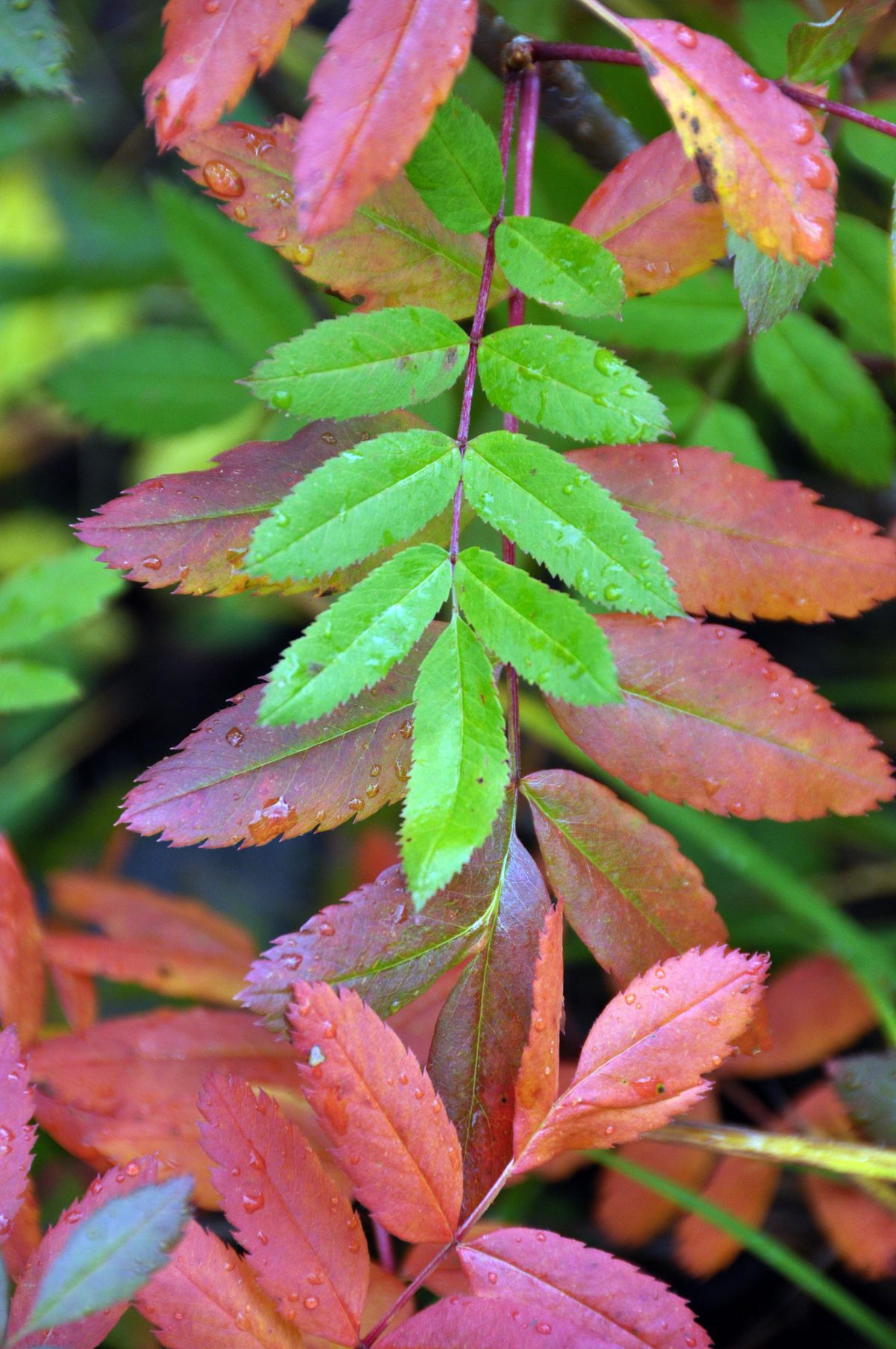 Autumn colors only one factor in pegging favorite fall hikes | The  Spokesman-Review