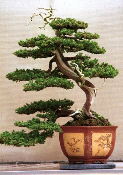 The delicately shaped beauty of bonsai has been treasured for ages.
(File Associated PRess / The Spokesman-Review)