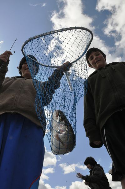 Issac Nave, 14, lands a rainbow trout while fishing with his twin brother, Mark, right, on the dock at Williams Lake Resort on Saturday morning, the opening day of Washington’s lowland lake fishing season. In the background is family friend Davon Beach. (Rich Landers)