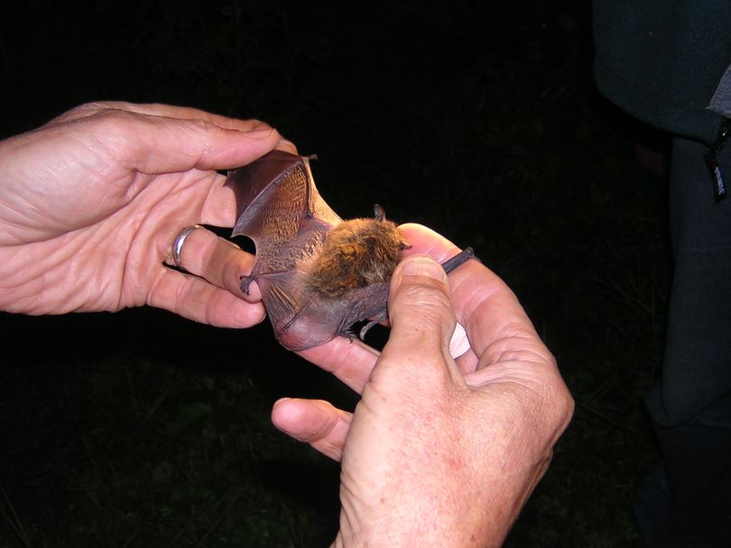 Little brown bat. (Washington Department of Fish and Wildlife)