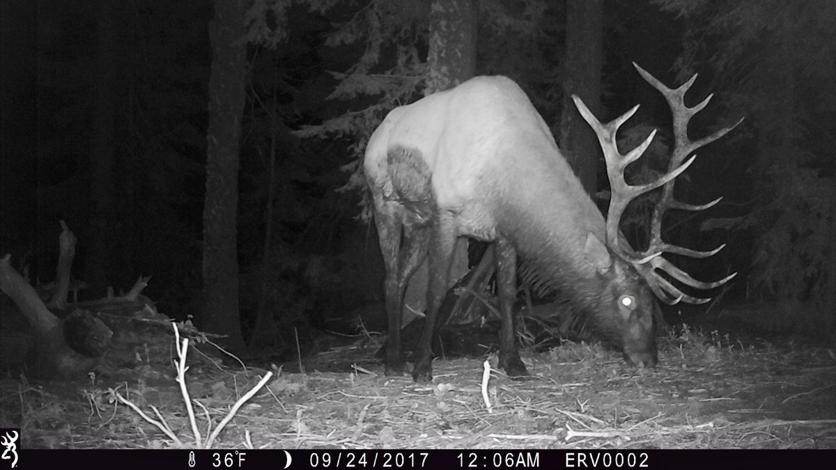Bull elk captured in a trail cam photo in the Blue Mountains of Washington. (Erv Koller)
