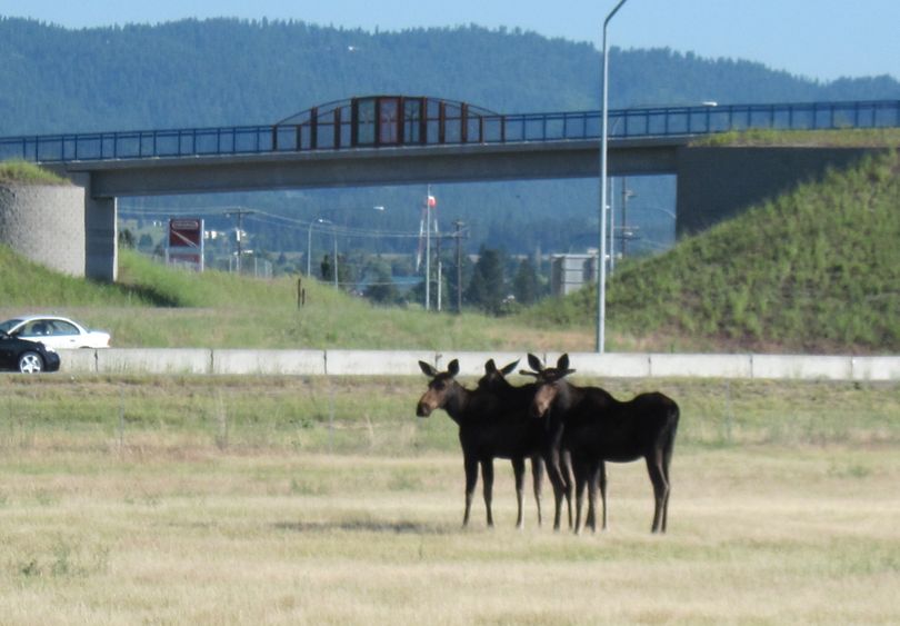 Three moose were hanging out along Interstate 90 near Liberty Lake on July 5, 2011, forcing the State Patrol to stop traffic while Washington Fish and Wildlife police fired paintball guns to chase the animals to safety away from the highway. (Washington Department of Fish and Wildlife)