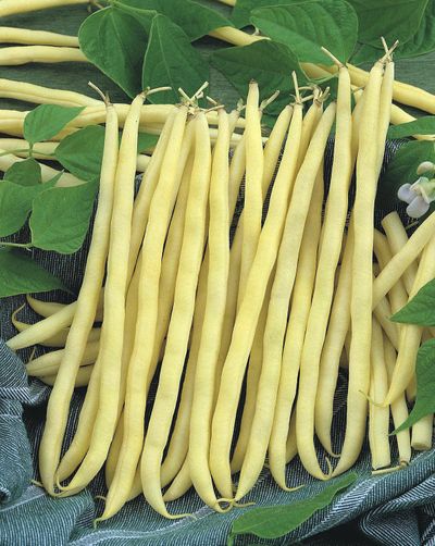 “French Gold” filet pole beans are a new offering in the Renee’s Garden catalog this year.