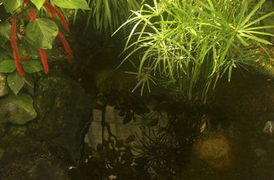 
This chenille (left) and umbrella plants grace a pond in Manito Park's Gaiser Conservatory. 
 (Kathryn Stevens / The Spokesman-Review)